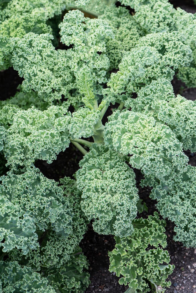 Brassica oleracea (Acephala Group) &Dwarf Green Curled& | borecole ...