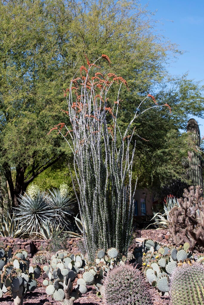 ocotillo