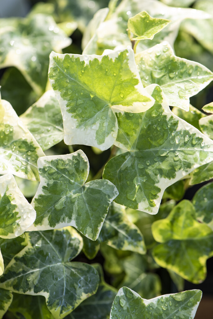 ivy 'Glacier'