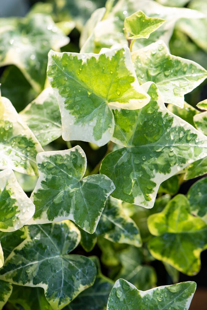 ivy 'Glacier'