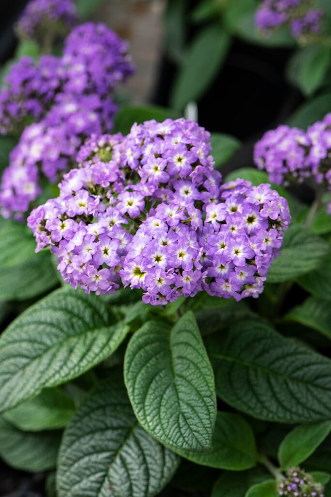 heliotrope 'Kleha07520'