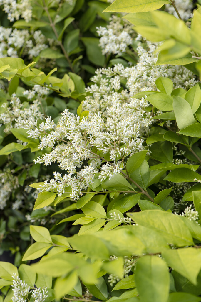 Ligustrum Ovalifolium Rhs