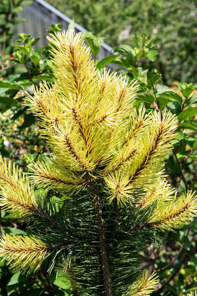 <i>Pinus</i> <i>contorta</i> 'Taylor's Sunburst'