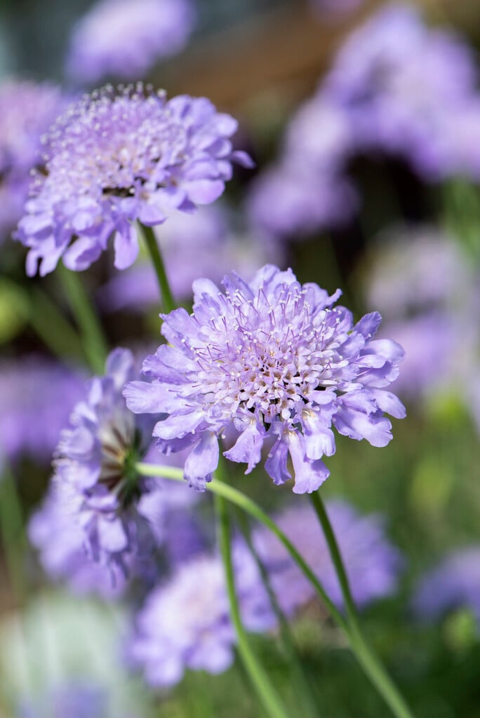 scabious 'Butterfly Blue'