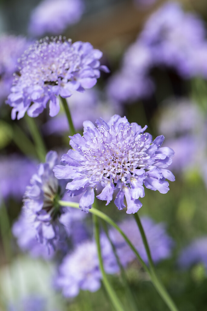 scabious 'Butterfly Blue'
