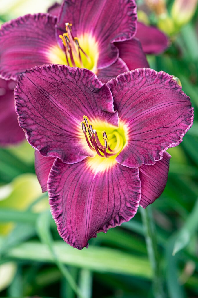 daylily 'Nosferatu'