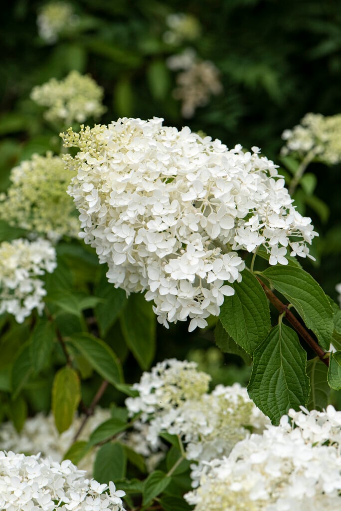 Hydrangea paniculata &Little Lamb& | Shrubs/RHS