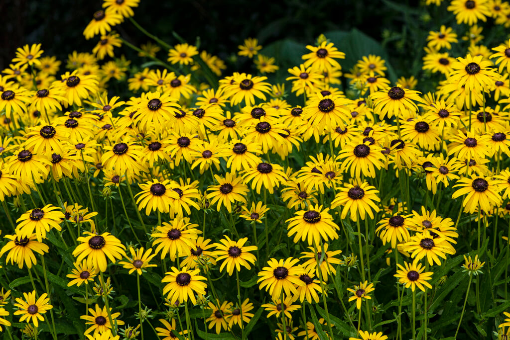 black-eyed Susan [Viette’s Little Suzy]