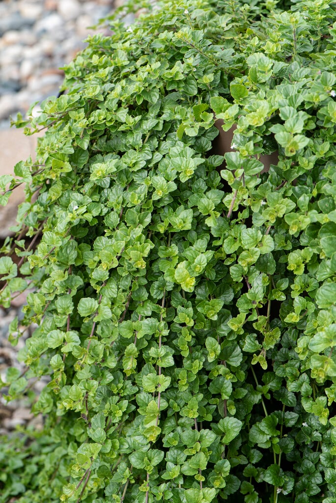 Satureja douglasii &Indian Mint&PBR Herbaceous Perennial/RHS Gardening