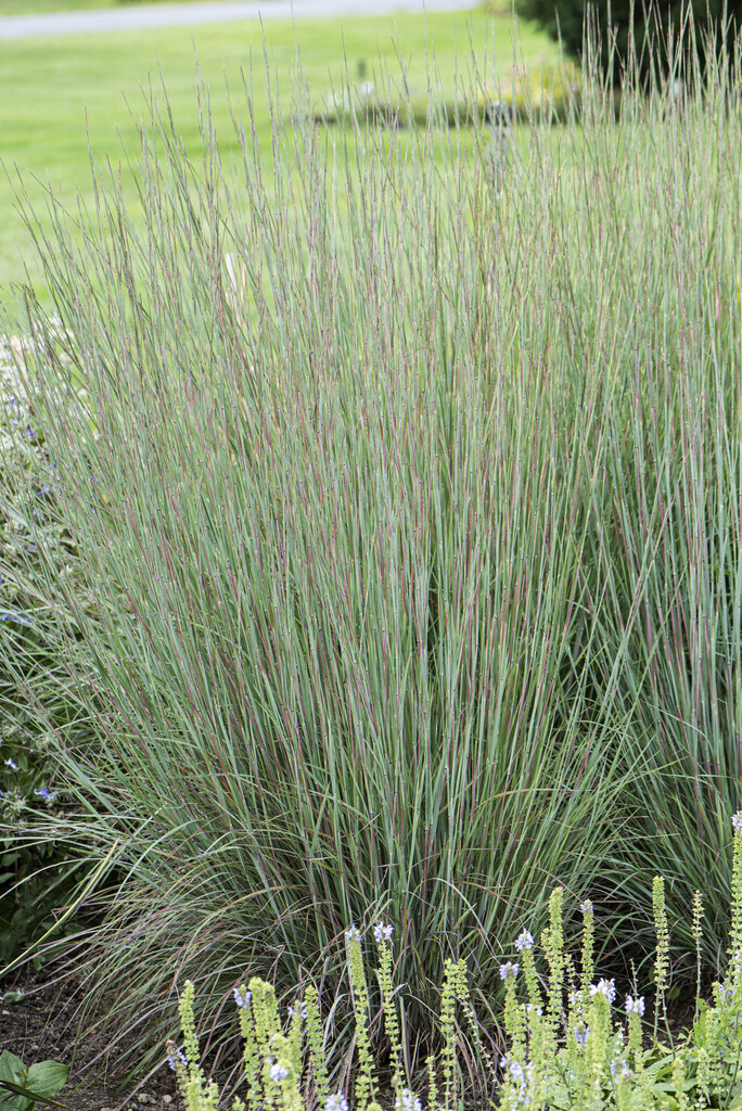 blue stem [Blue Heaven]
