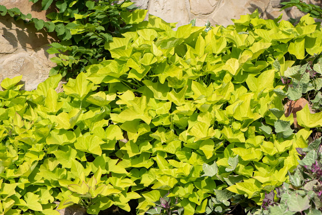 <i>Ipomoea</i> <i>batatas</i> 'Margarita'
