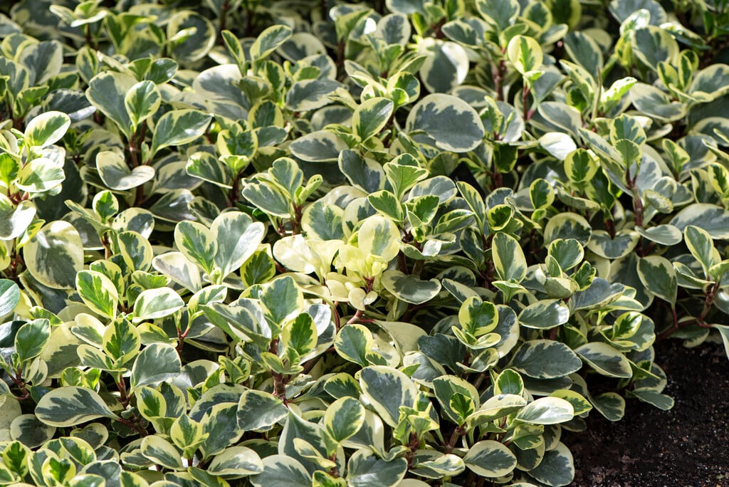 <em>Peperomia</em> <em>obtusifolia</em> 'Variegata' (v)