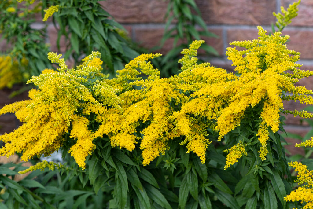 goldenrod 'Goldstrahl'