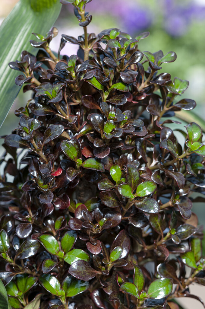 <i>Coprosma</i> 'Karo Red' (v)