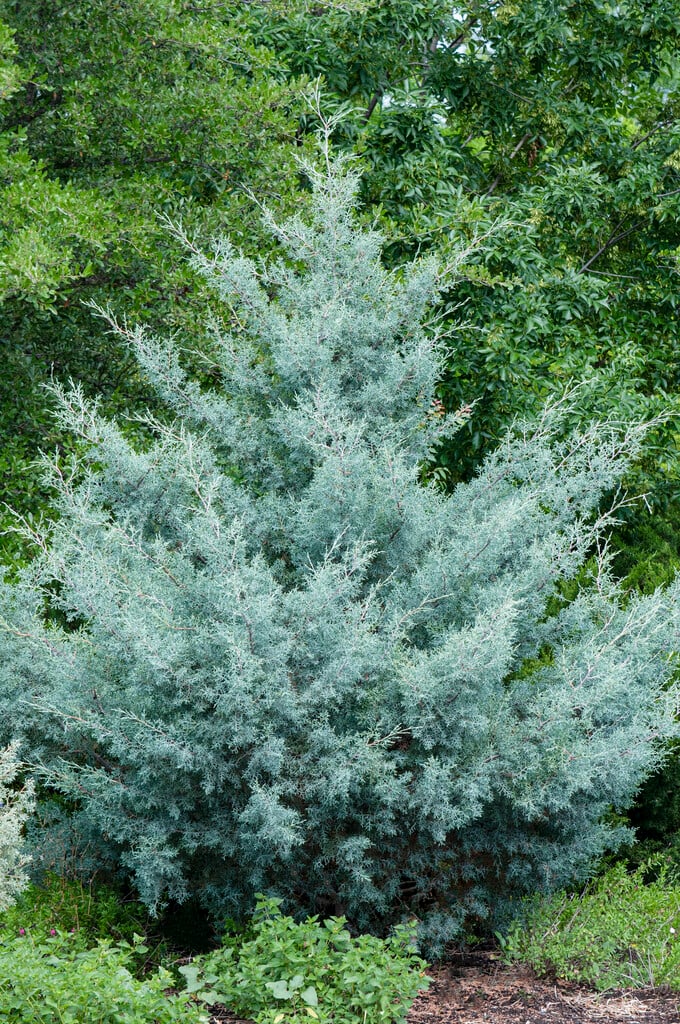 Arizona cypress
