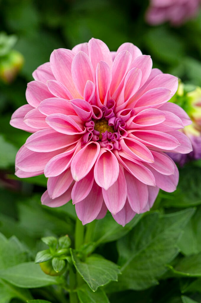 dahlia [Dahlietta Emily]