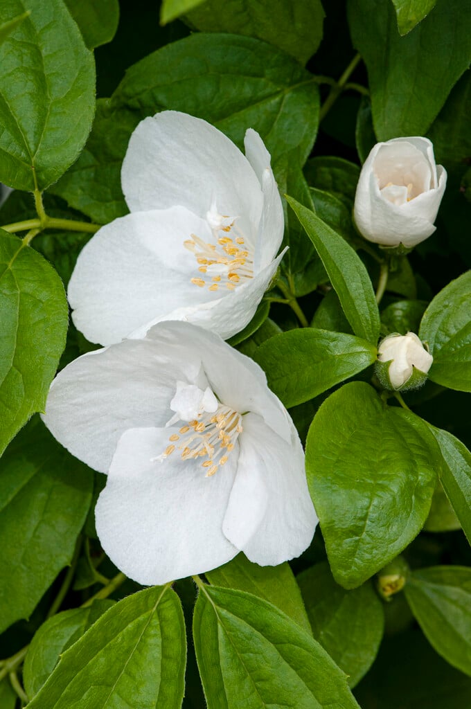 mock orange 'Natchez'