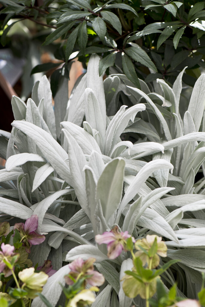 <i>Senecio</i> <i>niveoaureus</i>