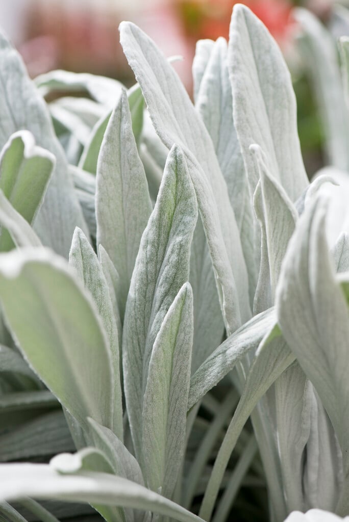 <i>Senecio</i> <i>niveoaureus</i>