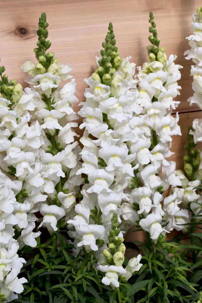 snapdragon 'Sonnet White'
