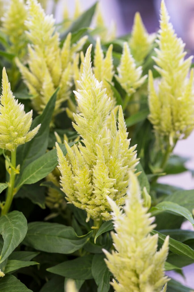 <i>Celosia</i> <i>argentea</i> var. <i>cristata</i> (Plumosa Group) [<span style="font-variant: small-caps;">Kelos Fire Lime</span>] ('Bkcelflm') (Kelos Fire Series)
