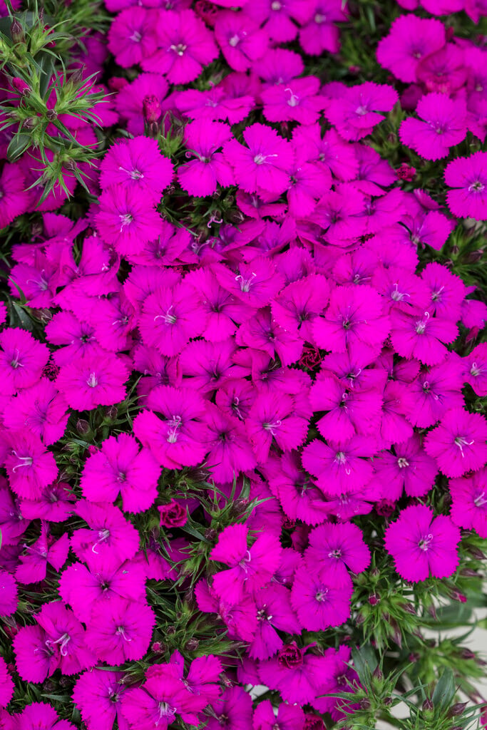 sweet william 'Amazon Neon Purple'