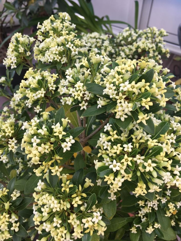 <i>Pittosporum</i> [<span style="font-variant: small-caps;">Green Mound</span>] ('Jule1')