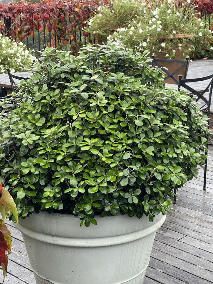 <i>Pittosporum</i> [<span style="font-variant: small-caps;">Green Mound</span>] ('Jule1')