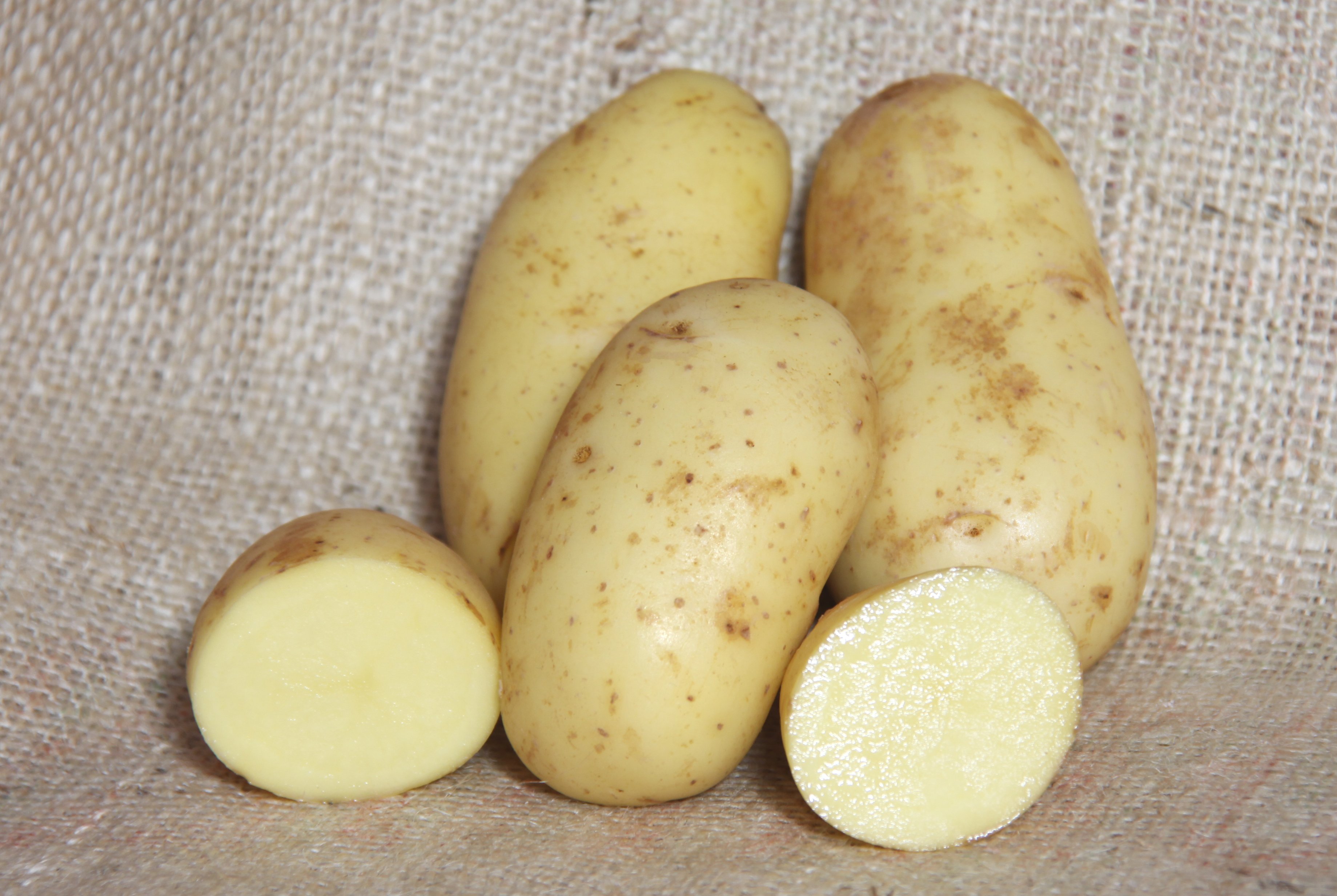 potato 'Charlotte'