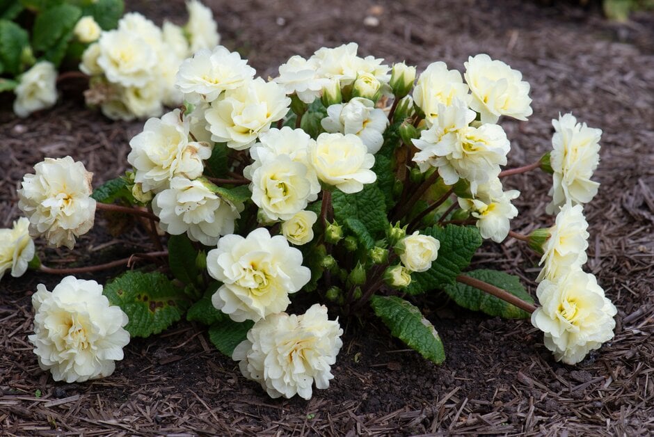 Primula Belarina Cream ('Kerbelcrem'PBR) (Belarina Series) (Pr/Prim/d)