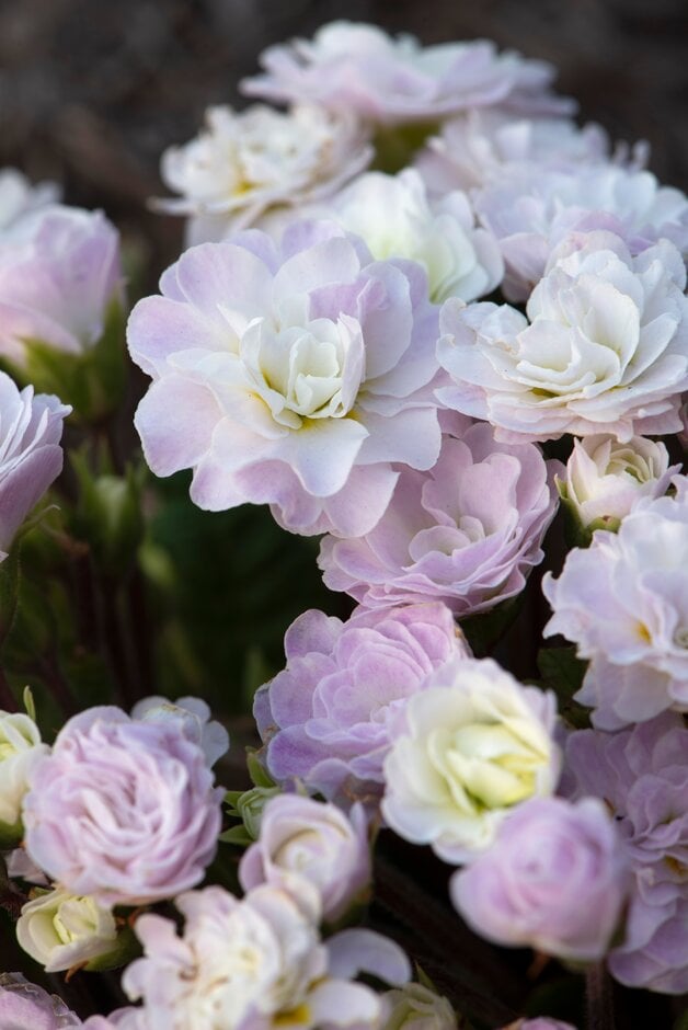 Primula Belarina Pink Ice ('Kerbelpice'PBR) (Belarina Series) (Pr/Prim/d)