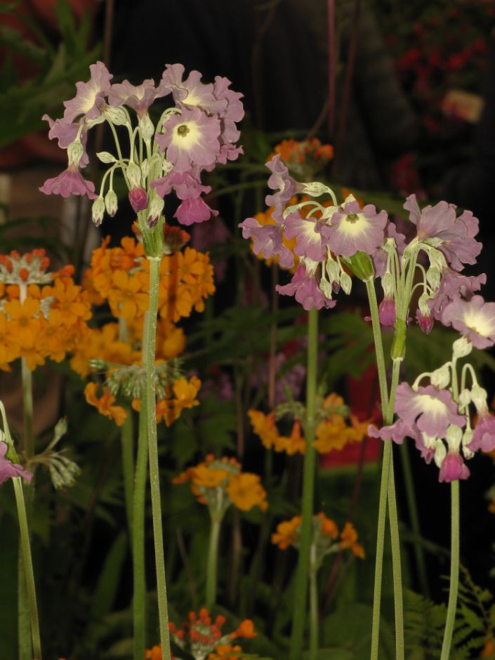 Primula alpicola (Si)