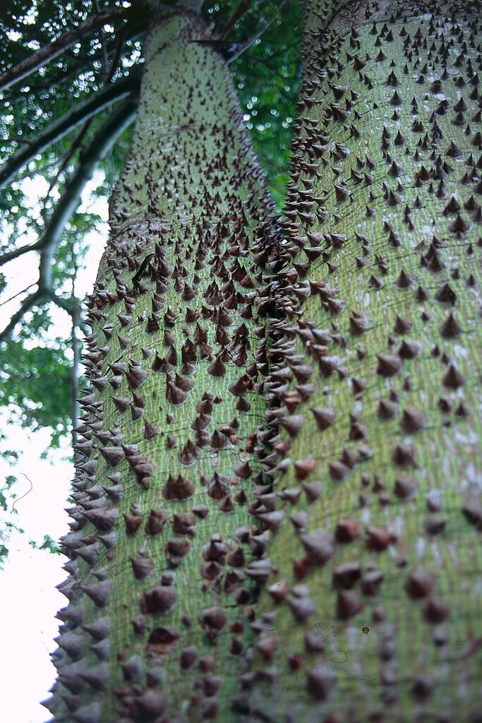 red silk cotton tree