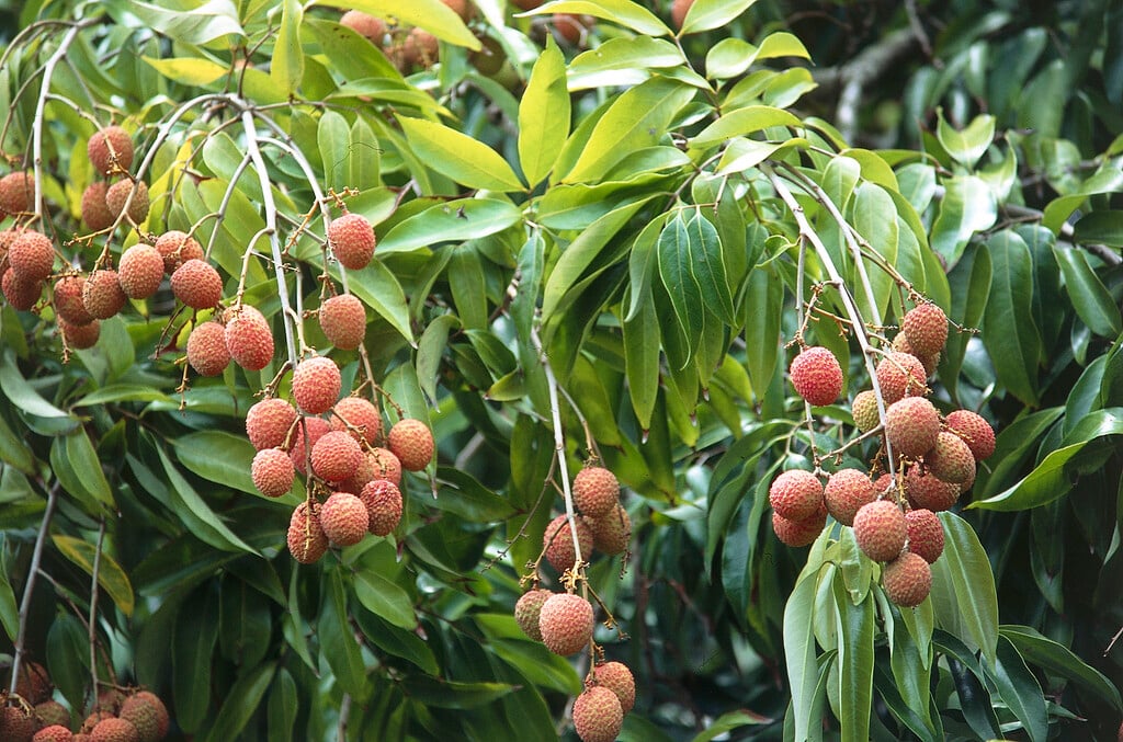 lychee
