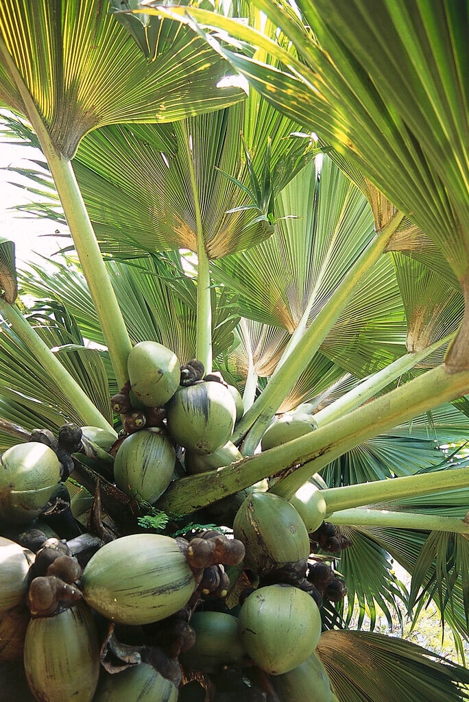 coco-de-mer