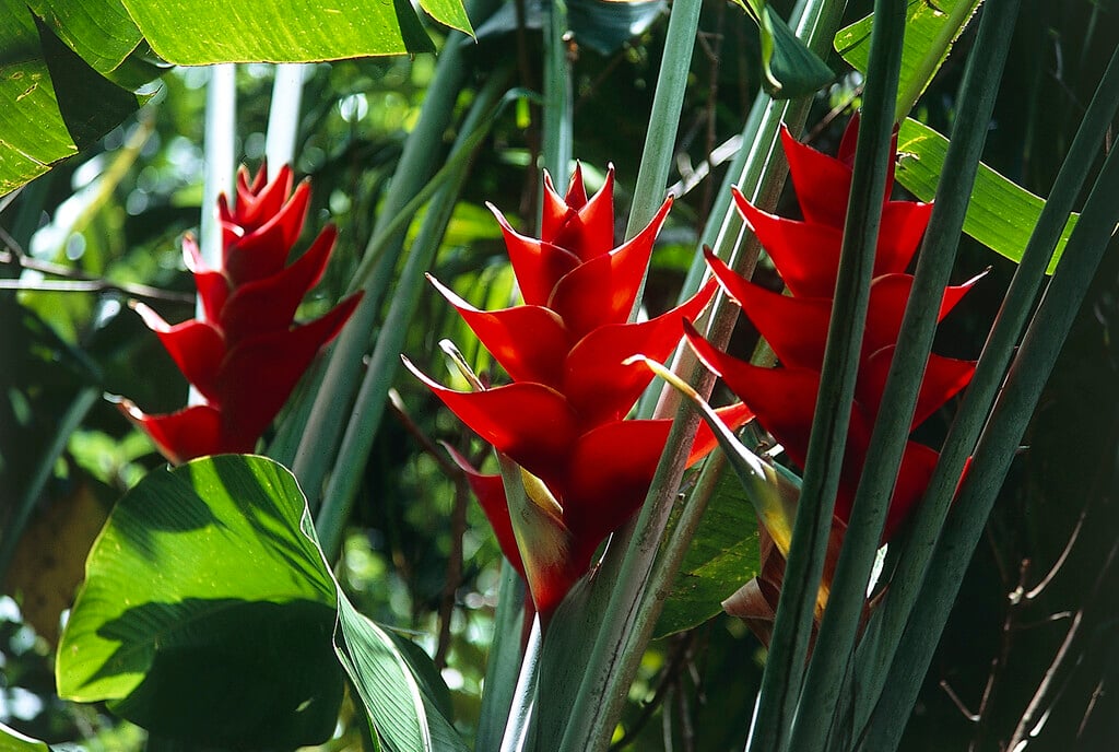<i>Heliconia</i> <i>stricta</i>