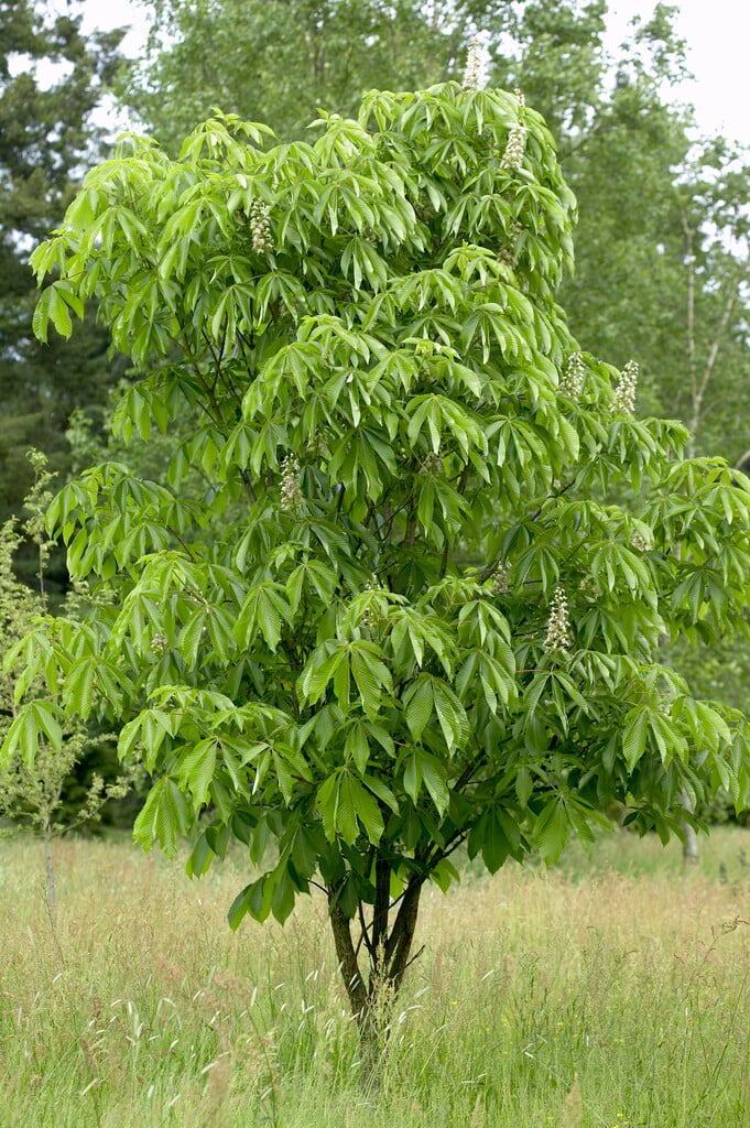 Japanese horse chestnut
