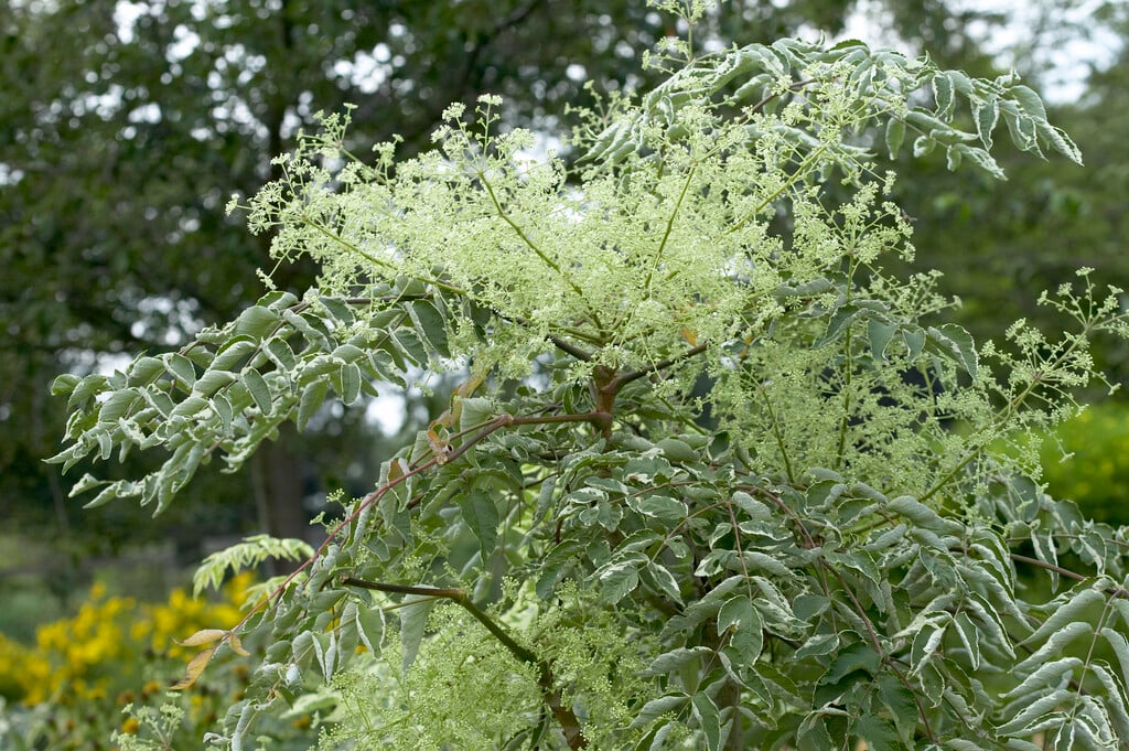 <i>Aralia</i> <i>elata</i> 'Silver Umbrella' (v)