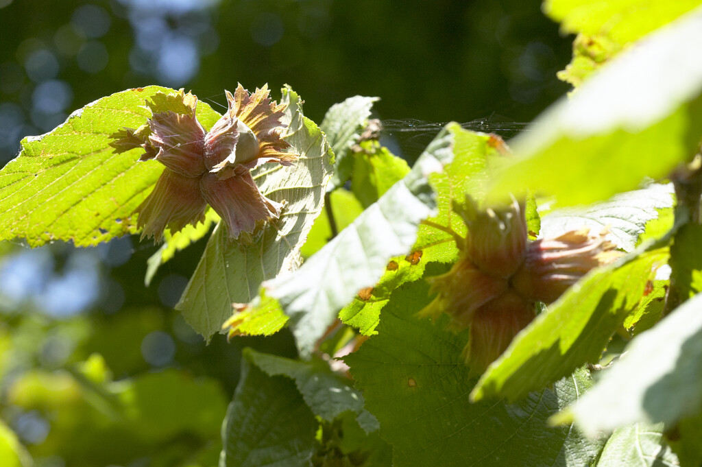 hazel 'Rotblättrige Zellernuss'