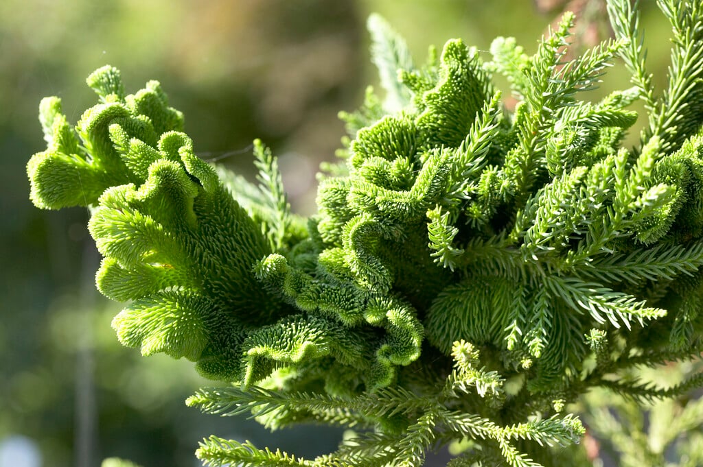 Japanese cedar 'Cristata'