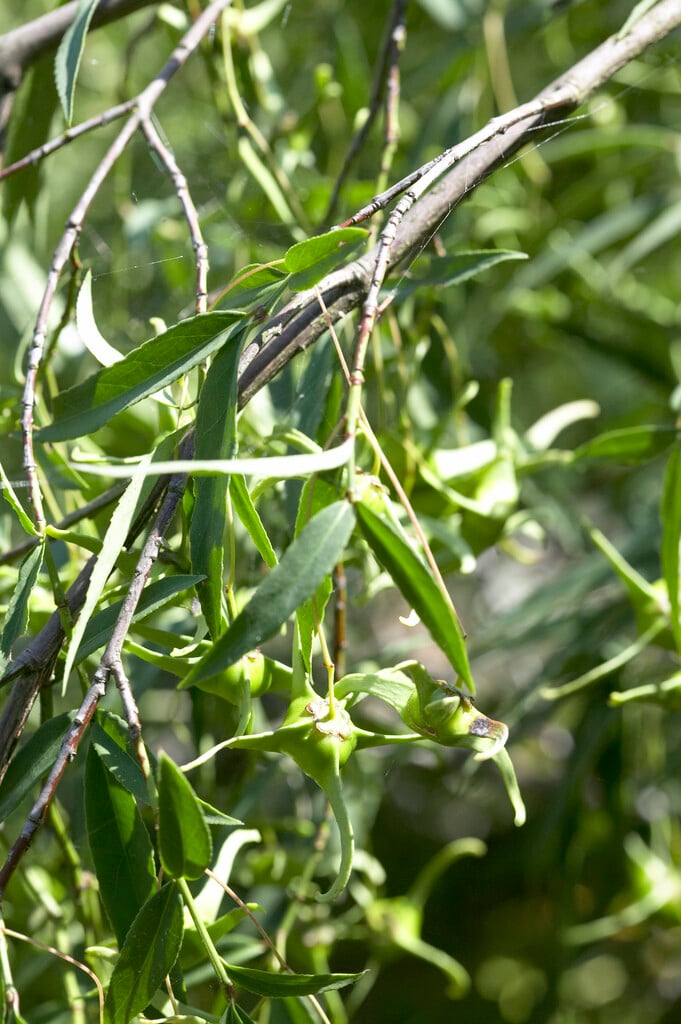 five-horned spindle