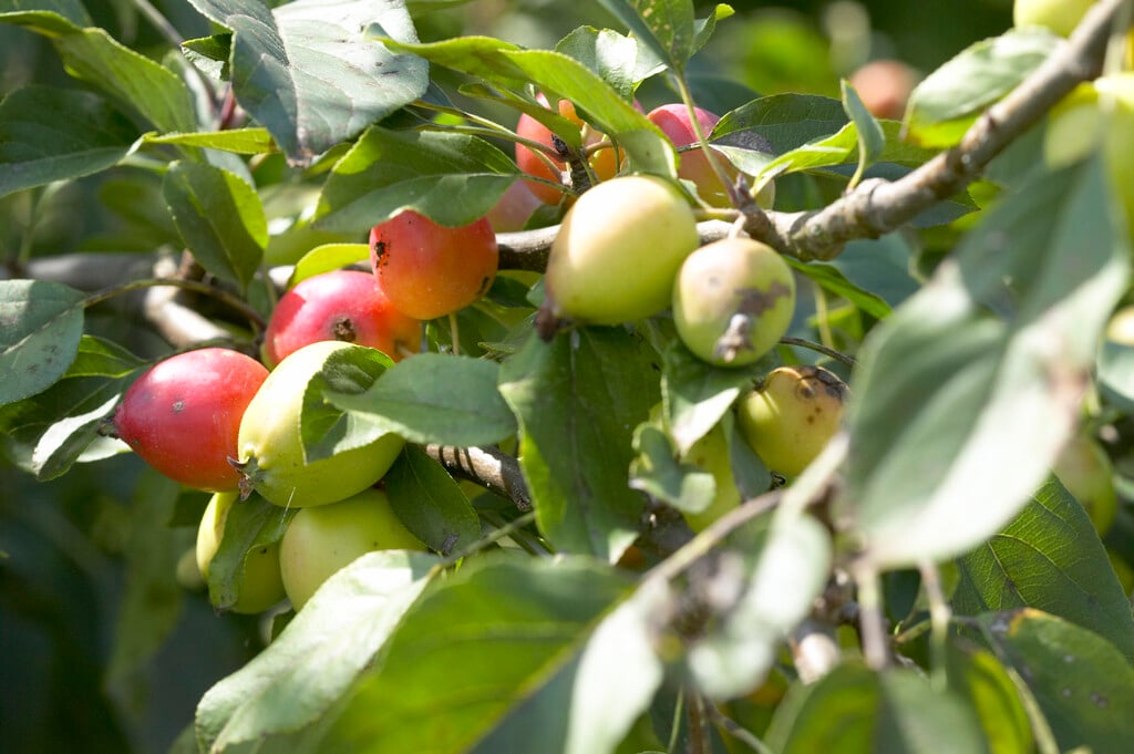 apple 'John Downie'