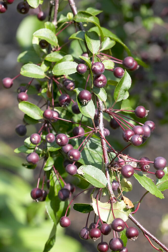 crab apple 'Liset'