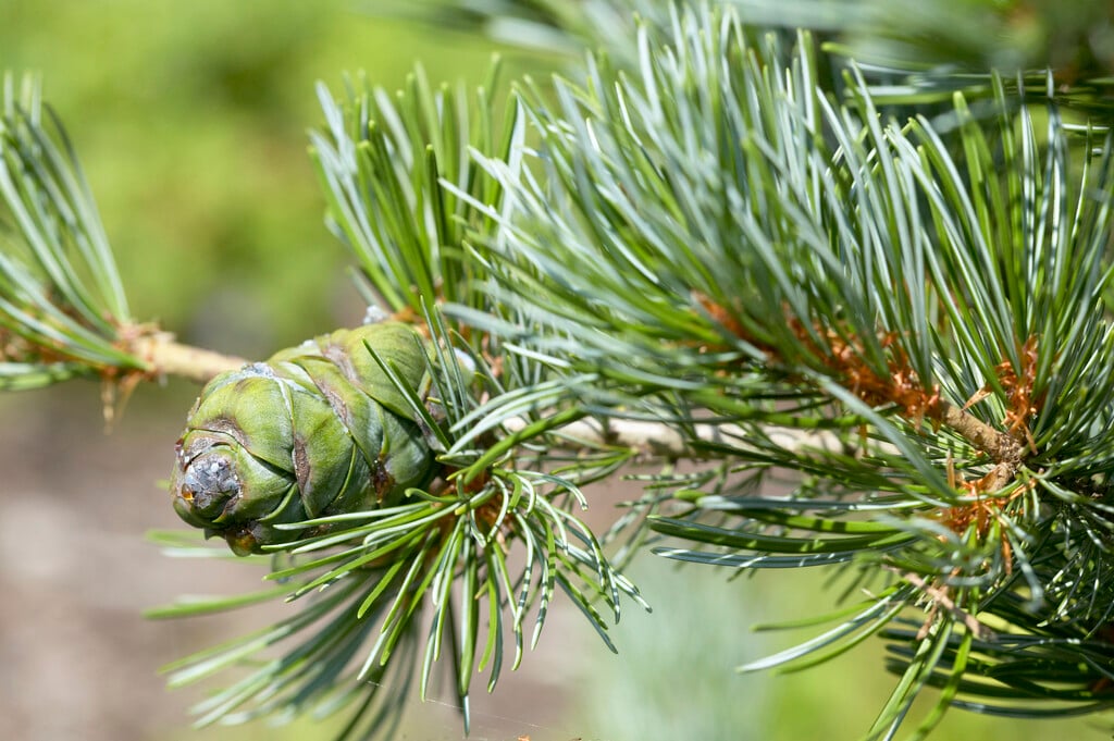 Japanese white pine 'Negishi'