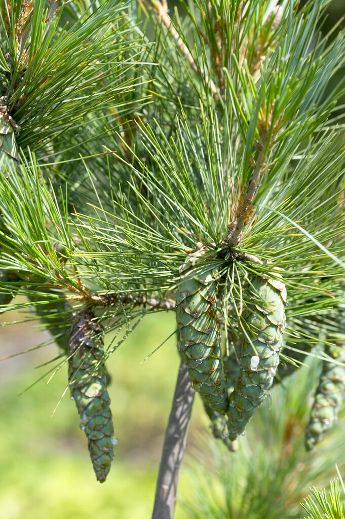 <i>Pinus</i> <i>strobus</i> 'Fastigiata'