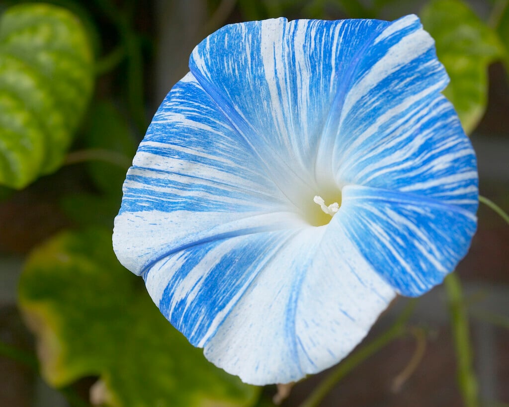 <i>Ipomoea</i> <i>tricolor</i> 'Flying Saucers'