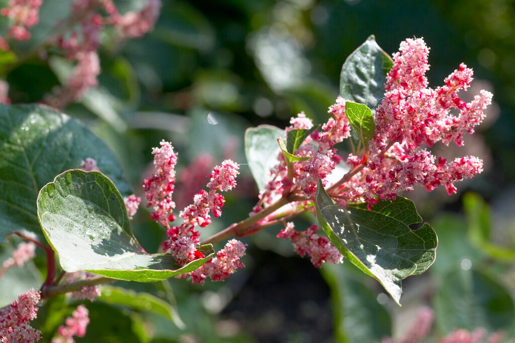 <i>Reynoutria</i> <i>japonica</i> var. <i>compacta</i>