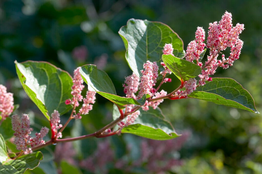 <i>Reynoutria</i> <i>japonica</i> var. <i>compacta</i>