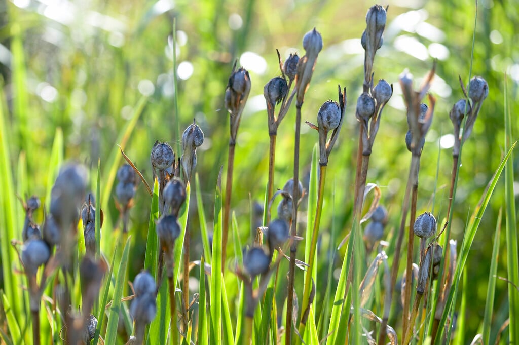 Japanese water iris 'Gipsy'
