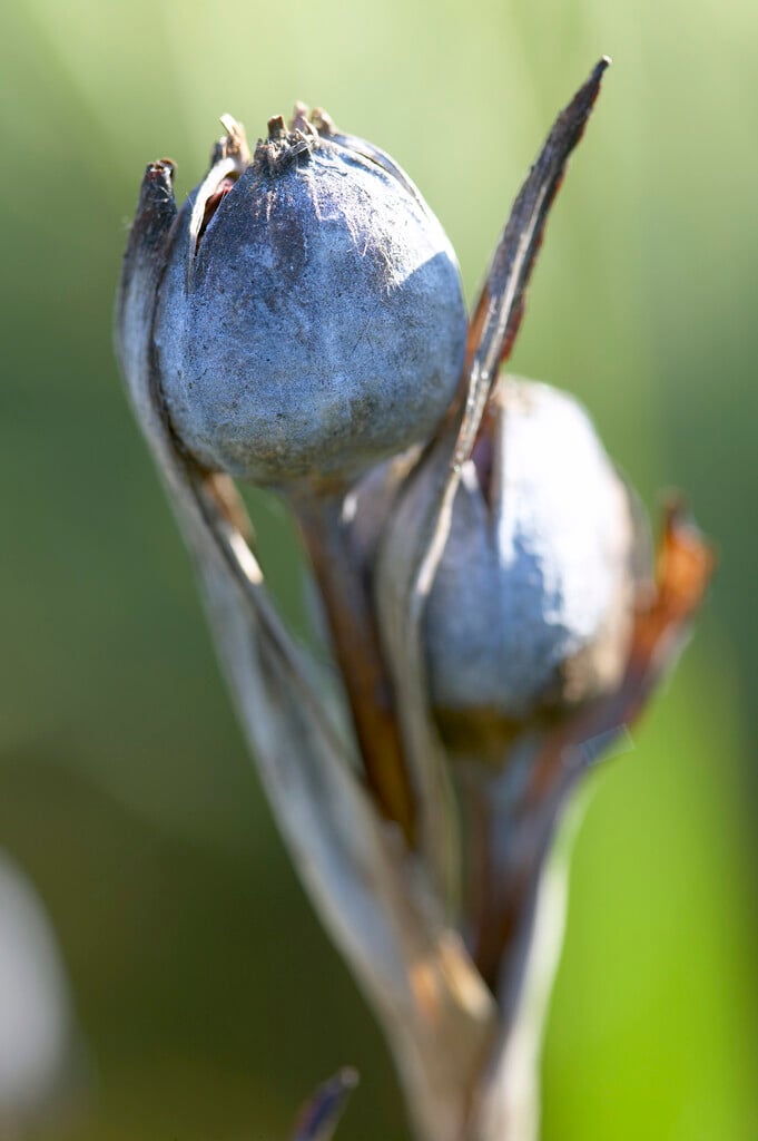 Japanese water iris 'Gipsy'